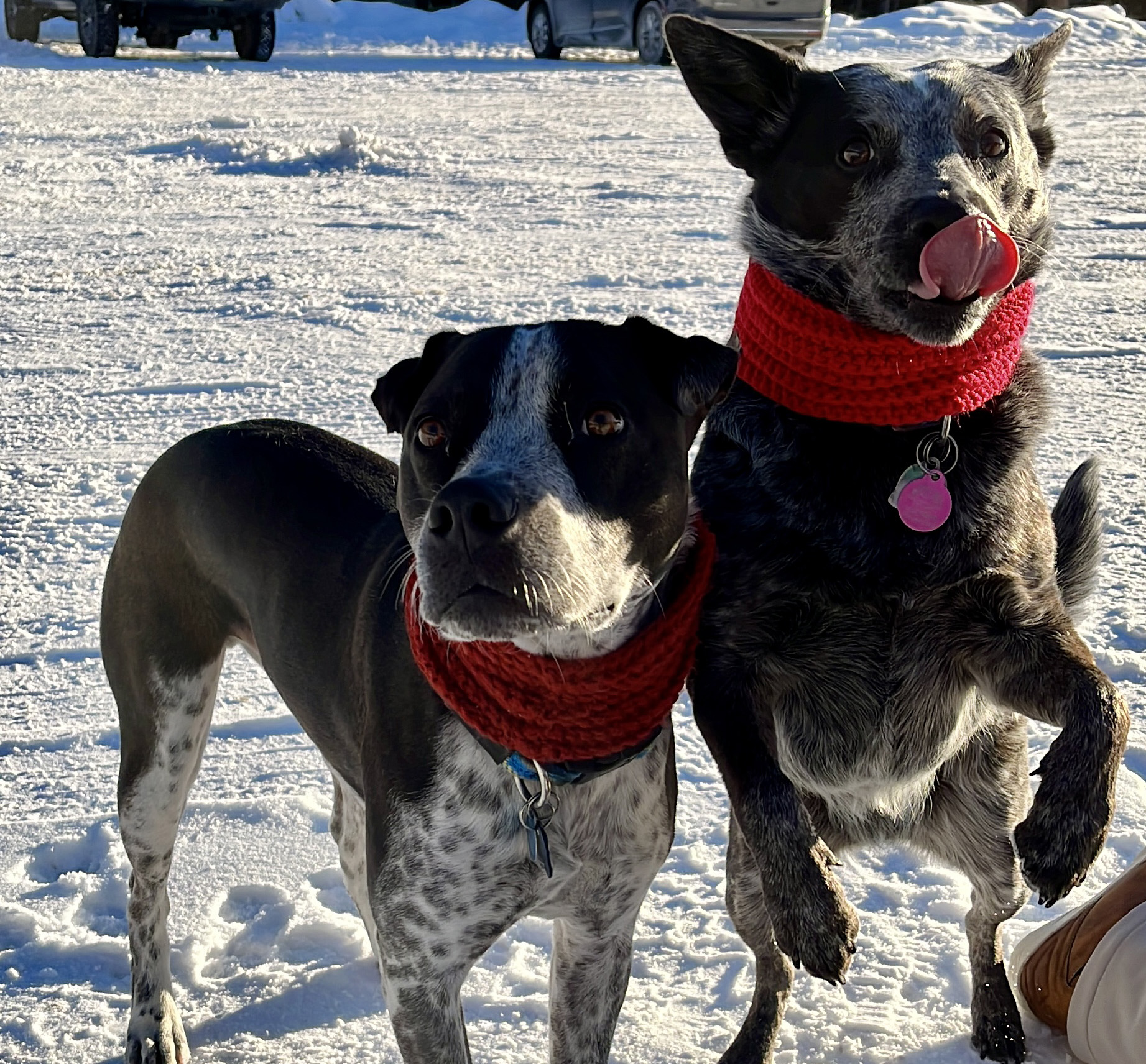 IMG0831jpg Alpine Howl